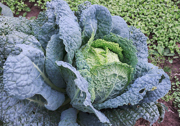 istock Savoy cabbage in the garden 187314628