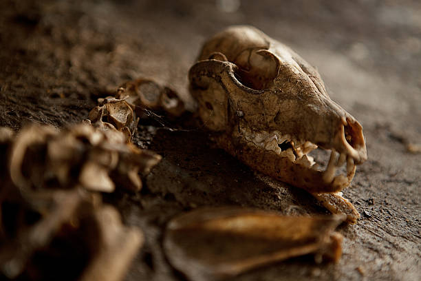 Old Abandoned Dog Skeleton on the ground. Spider webs a dust all around. Lots of details.