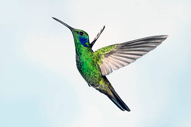 istock Green Viloetear Hummingbird from the Left 187314961