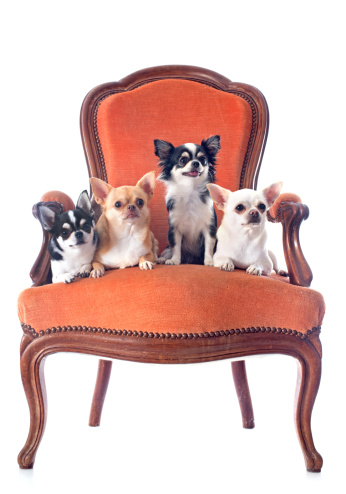 chihuahuas on an antique chair in front of white background