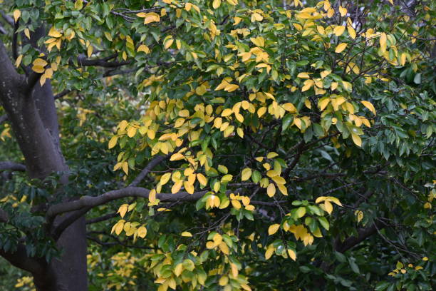 istock Chinese hackberry ( Celtis sinensis ) yellow leaves. Cannabaceae deciduous tree. 1873150974