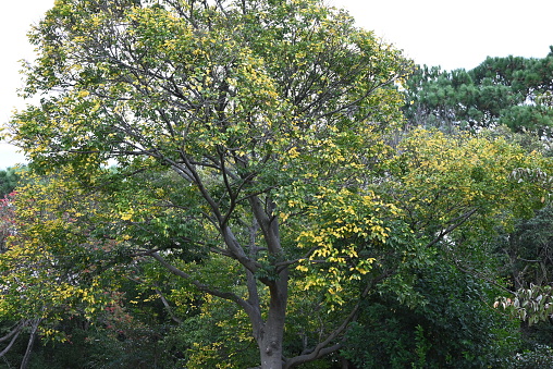 Chinese hackberry ( Celtis sinensis ) yellow leaves. Cannabaceae deciduous tree. Seasonal background material.