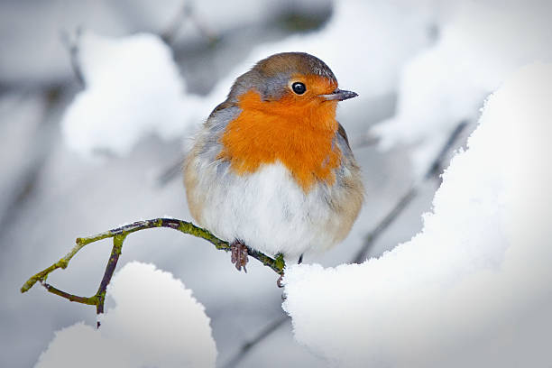 robin im winter schnee-motiv - rotkehlchen stock-fotos und bilder