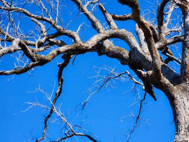 istock Autumn trees in silhouette against a blue sky 1873153056