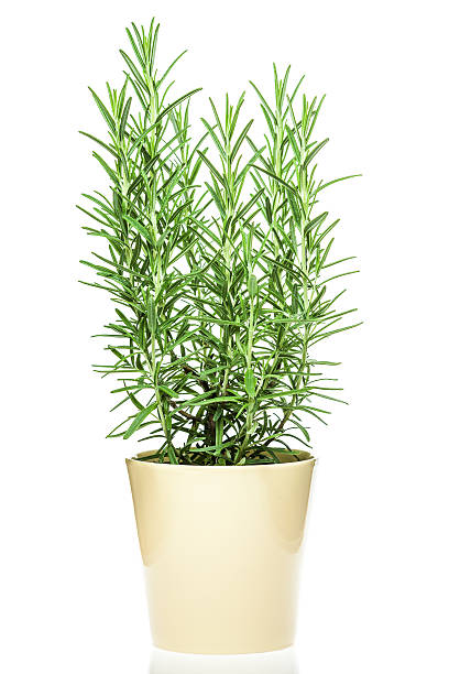 istock Rosemary plant in a light yellow pot 187315368
