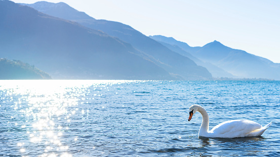 Beautiful swan in North-Italian lake, Lago di Caldenazzo