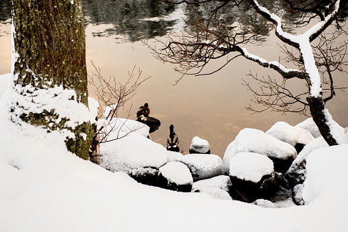 two wild ducks swim in cold lake in winter.