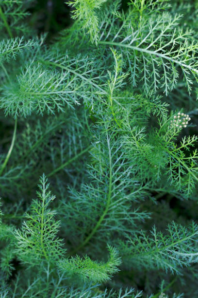 istock textured green grasses background 1873158812