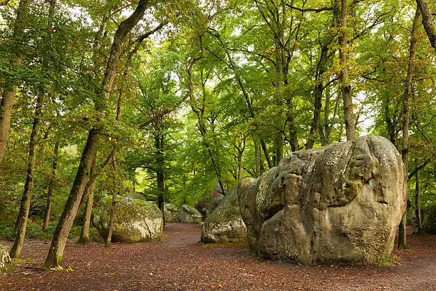 Forest of Fontainebleau, Seine-et-marne, Ile de France, France