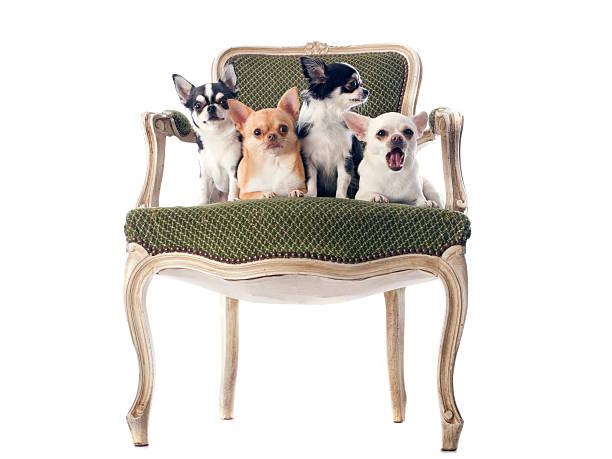 istock antique chair and chihuahuas 187316841