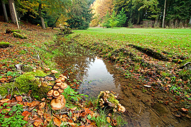 herbst creek mit pilzen - pilze wald deutschland stock-fotos und bilder