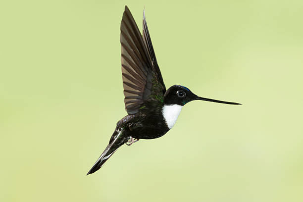 istock Male Collared Inca with Wings Straight Up 187316921
