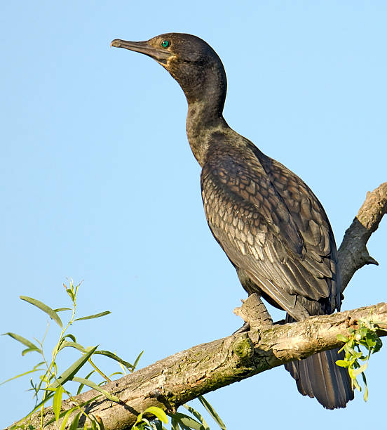 Australian little black cormorant stock photo