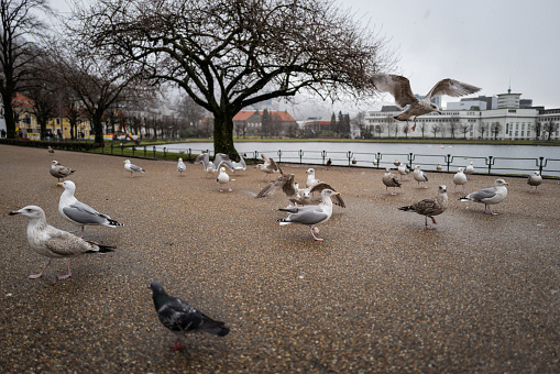 Birds by the fjord in Bergen