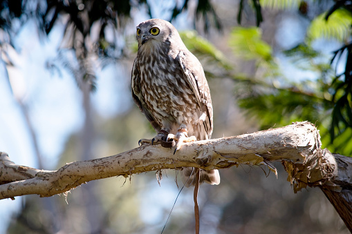 The barking owl has bright yellow eyes and no facial-disc. Upperparts are brown or greyish-brown, and the white breast is vertically streaked with brown.