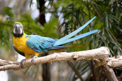 Close up of vivid blue Hyacinth Macaw, blue parrot portrait with blurred background