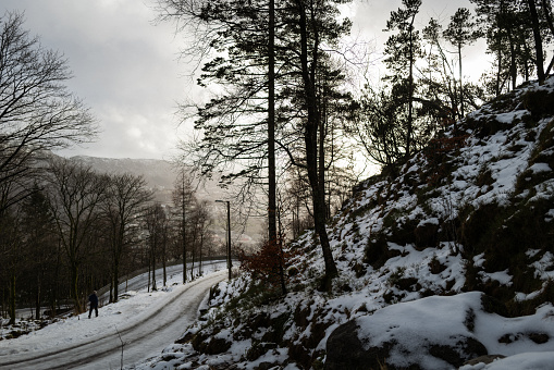 wild forest in winter with high level of snow at late evening before sunset