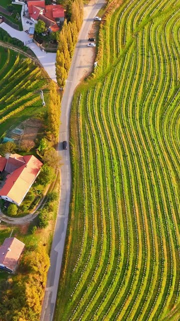 AERIAL Drone shot of Green Vineyards and Houses on Hills in Jeruzalem, Slovenia