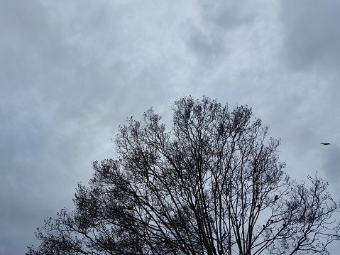 Birds fly towards the shelter of this tree waiting for the rains.