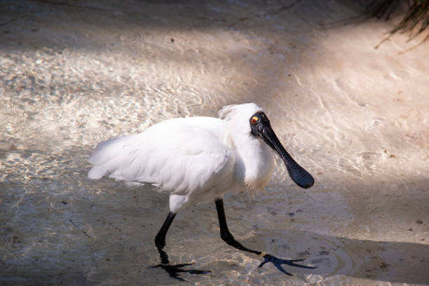 istock this is a side view of a royal spoonbill 1873187338