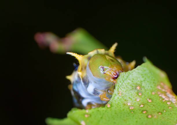 Caterpillar Feeding stock photo