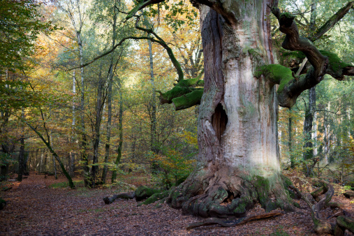 The so called chimney oak (Kamineiche) in the virgin forest Sababurg. A part of the Reinhardwald forest north of Kassel, Germany.