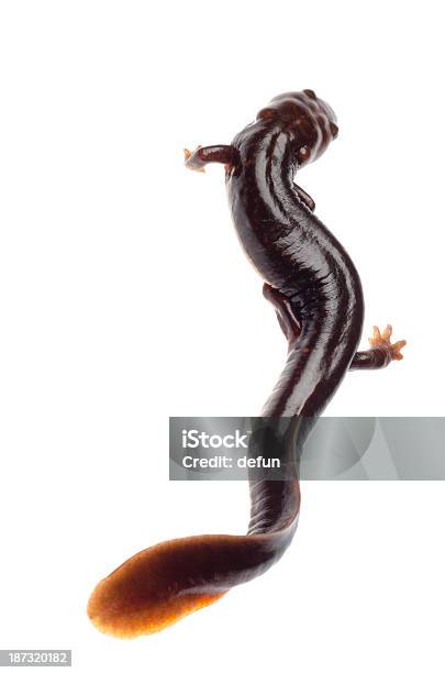 Salamander Newt Stock Photo - Download Image Now - Amphibian, Animal, Animal Wildlife