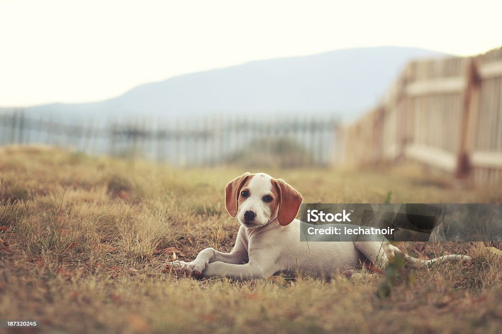 Beagle puppy in vintage toned nature Pets Stock Photo