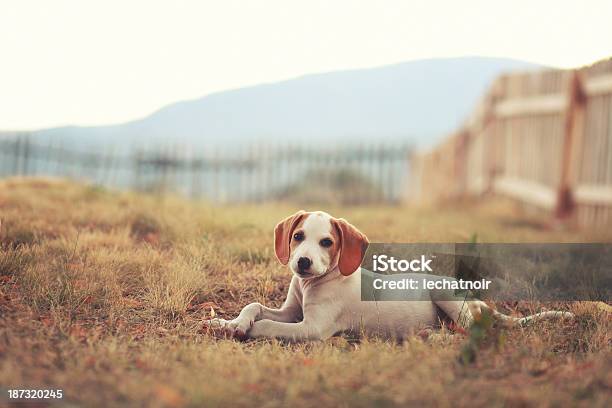 Beagle Puppy In Vintage Toned Nature Stock Photo - Download Image Now - Pets, Animal, Animal Body Part