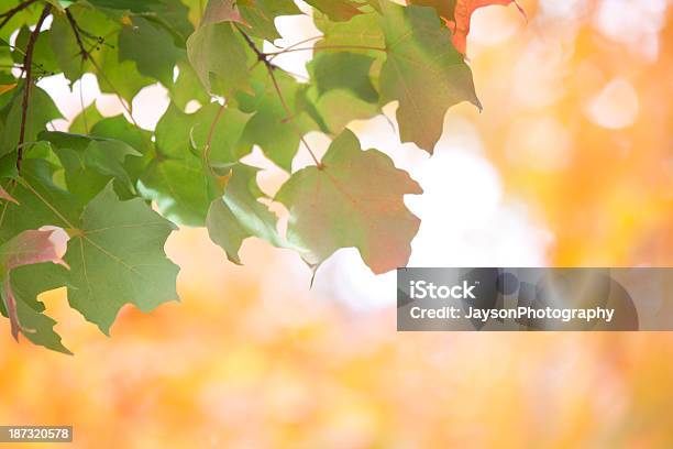 Hojas Otoñales Foto de stock y más banco de imágenes de Árbol - Árbol, Aire libre, Ajardinado