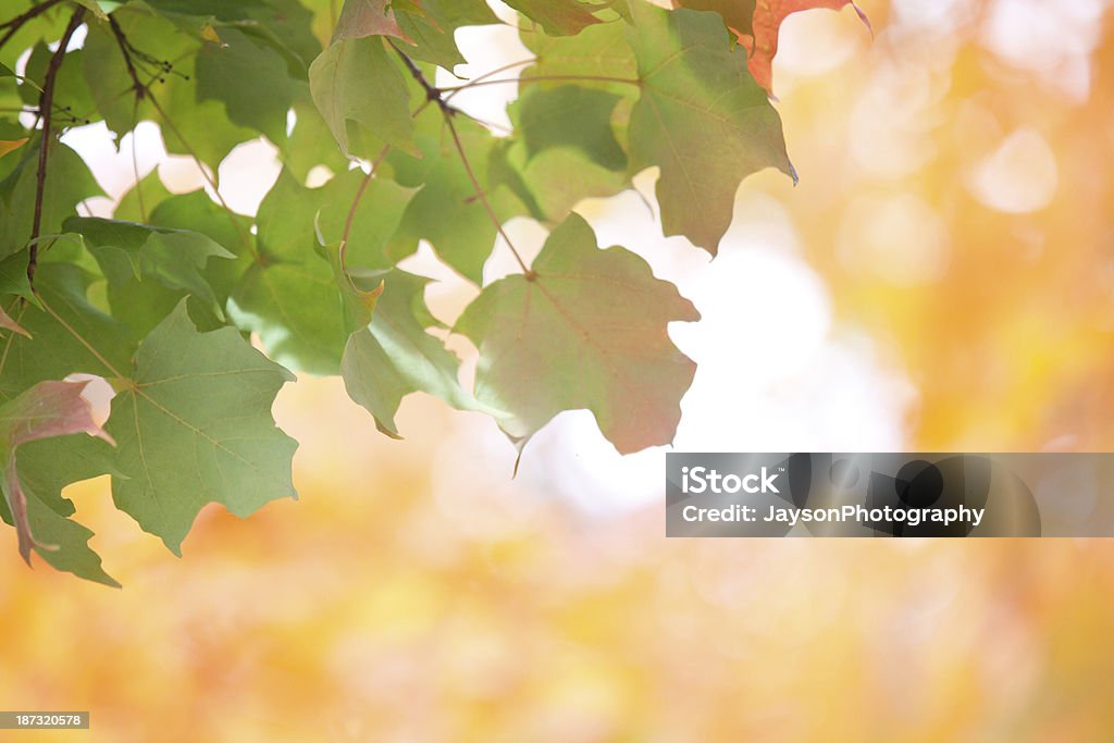 秋の落ち葉 - 樹木のロイヤリティフリーストックフォト