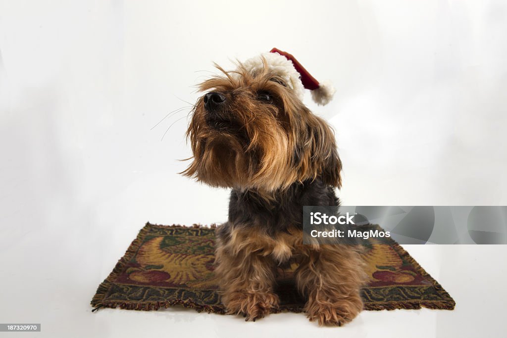 York in a cap of Santa Claus Yorkshire Terrier in cap Santa Claus on a white background Animal Stock Photo