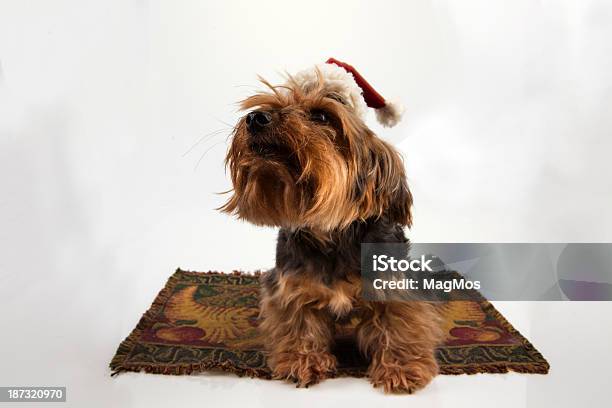 York In A Cap Of Santa Claus Stock Photo - Download Image Now - Animal, Animal Body Part, Animal Foot