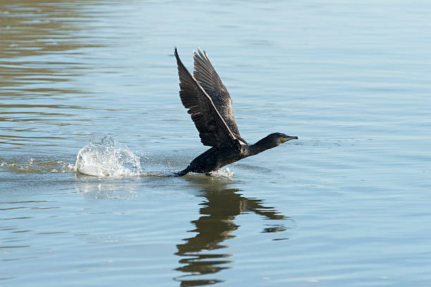 istock black cormorant [Phalacrocorax carbo] 187320988