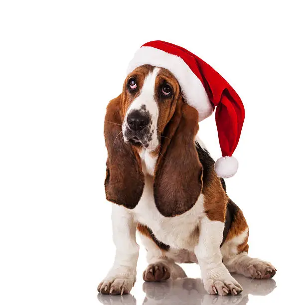 Funny Basset dog with Santa hat standing and looking up, isolated on white