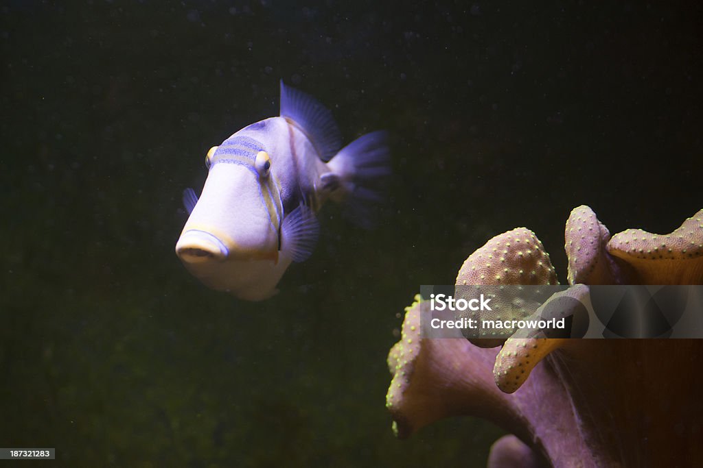 Poissons tropicaux-XXXL - Photo de Anémone de mer libre de droits