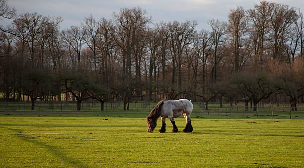 istock shaggy horse 187321580