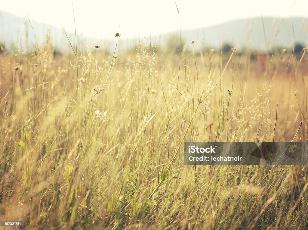 Tons vintage outono meadow - Foto de stock de Agricultura royalty-free