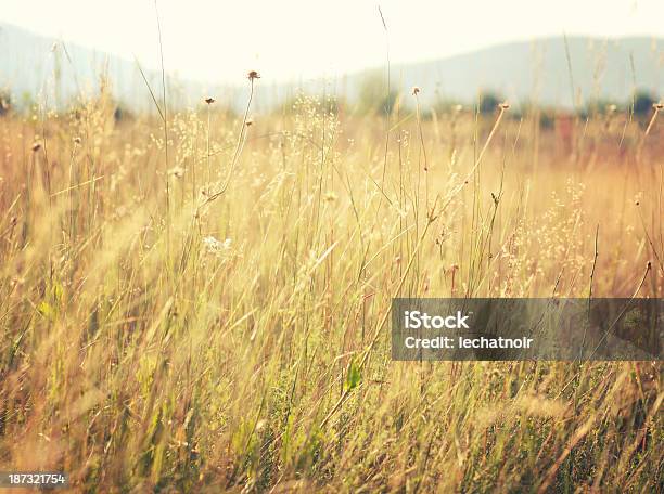 Foto de Tons Vintage Outono Meadow e mais fotos de stock de Agricultura - Agricultura, Ajardinado, Amarelo