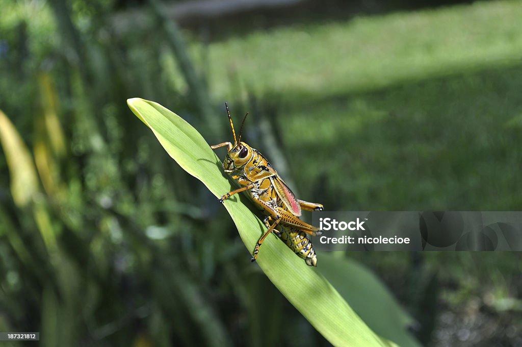 Eastern Romalea Microptera - Royalty-free Amarelo Foto de stock