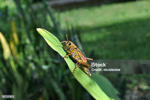 Eastern Romalea Microptera - Fotografias de stock e mais imagens de Amarelo - Amarelo, Animal, Ao Ar Livre