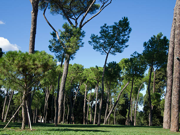 istock Pine trees in Villa Borghese park, Rome, Italy 187322102