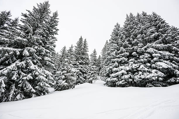 istock Winter Landscape with Snow and Trees 187322121