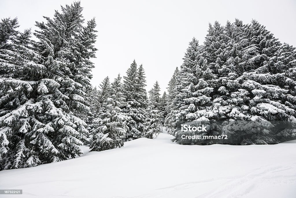 Paisagem do inverno com neve e árvores - Foto de stock de Ajardinado royalty-free