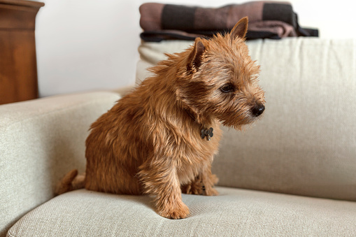 Cute Norwich Terrier dog relaxing on sofa at living room