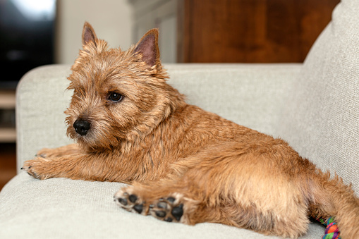 Cute Norwich Terrier dog relaxing on sofa at living room