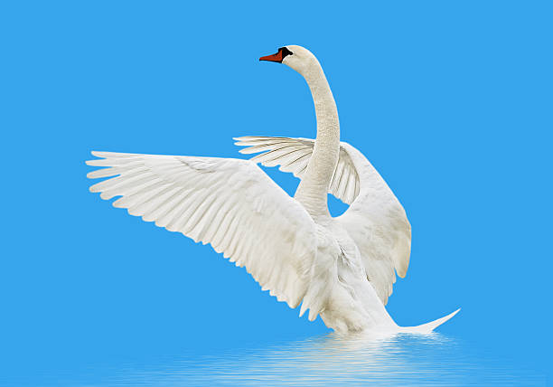 istock Swan on the water. 187323487