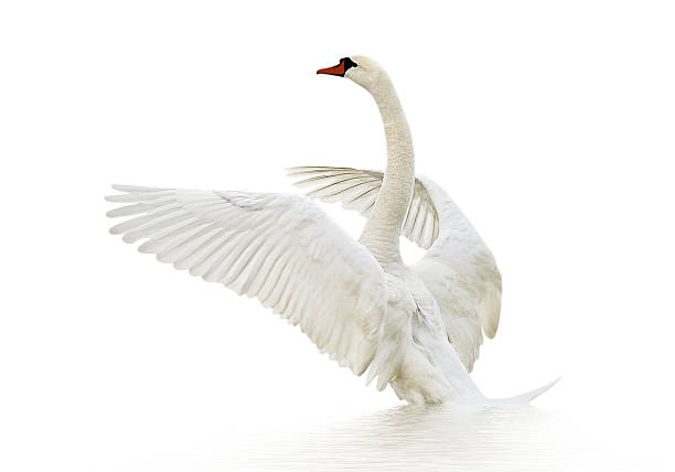 istock Swan on the water. 187323771