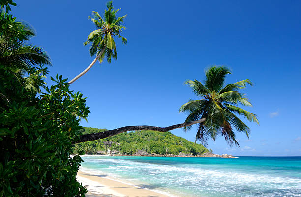 takamaka con palmeras en la playa - steiner fotografías e imágenes de stock