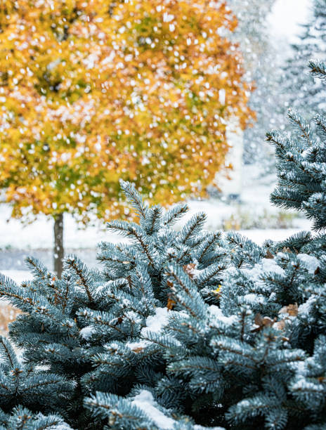 Close-up of an evergreen plant and its pine needles during an early November snow storm blizzard in western New York State near Rochester.